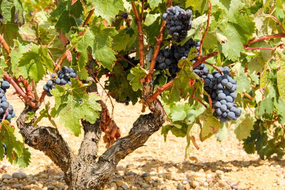 Weingut Bodegas La Horra