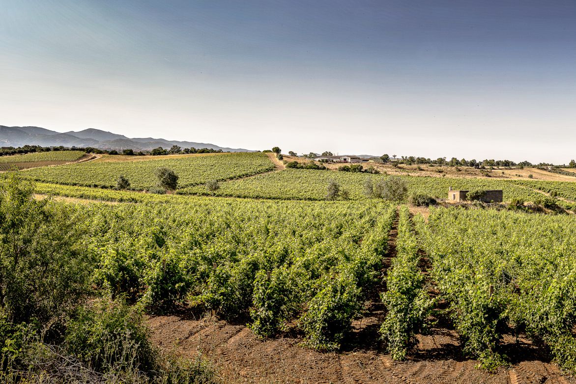 Weingut Mora & Memo