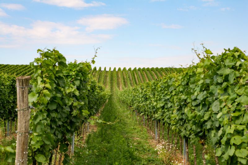Weine aus der Region Burgenland