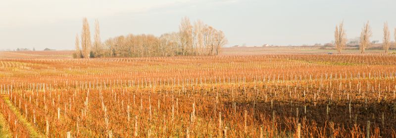 Martel AG - Niellon