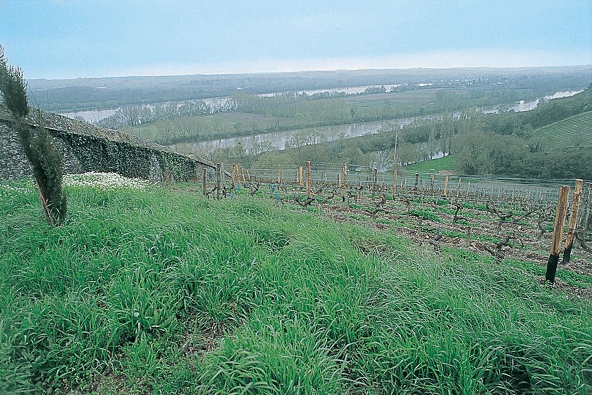 Weine Savennières