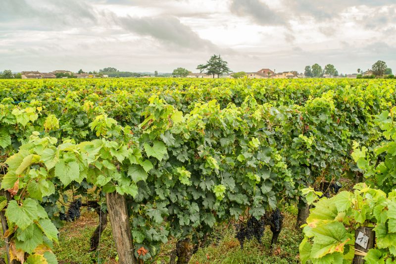 Weine Comtes de Neipperg