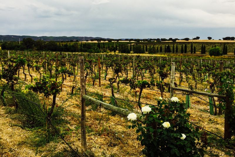 Wein Alentejo