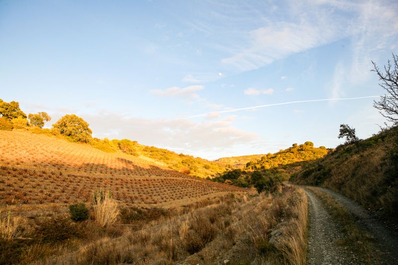 Weine Languedoc-Roussillon