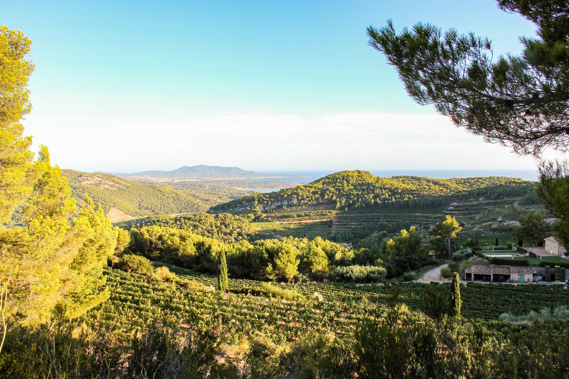 Weine Bandol