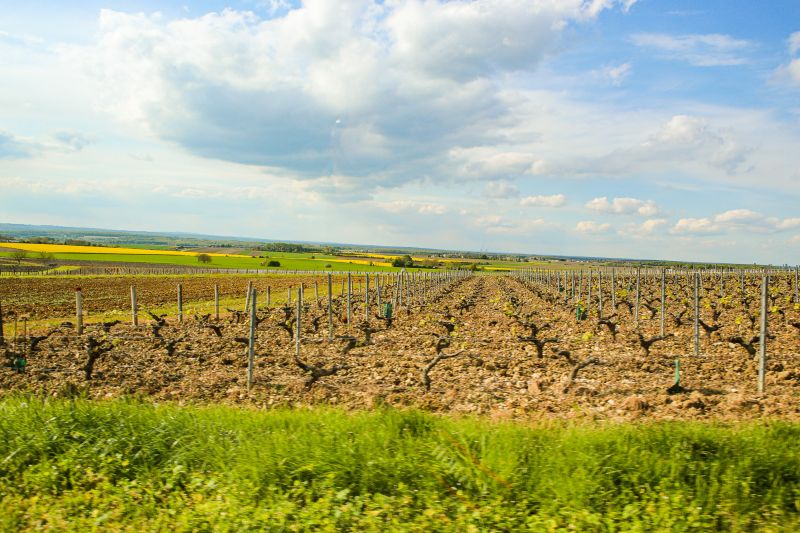 Weine Domaine Masson-Blondelet