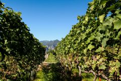 Weine aus der Region Wallis