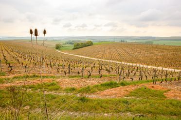 Weine aus der Region Loire