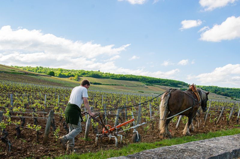Martel Domaine de la Romanée-Conti