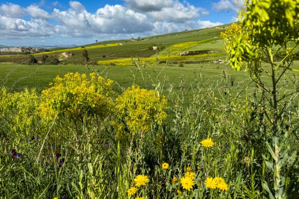 Weine aus der Region Sizilien