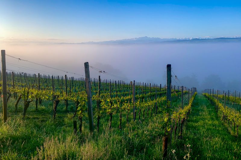 Weingut Weingut Wolfer
