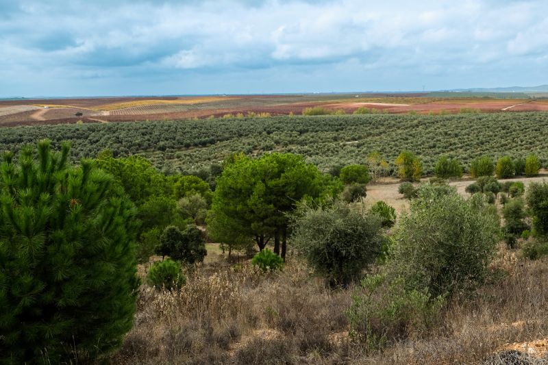 Weinregion Portugal
