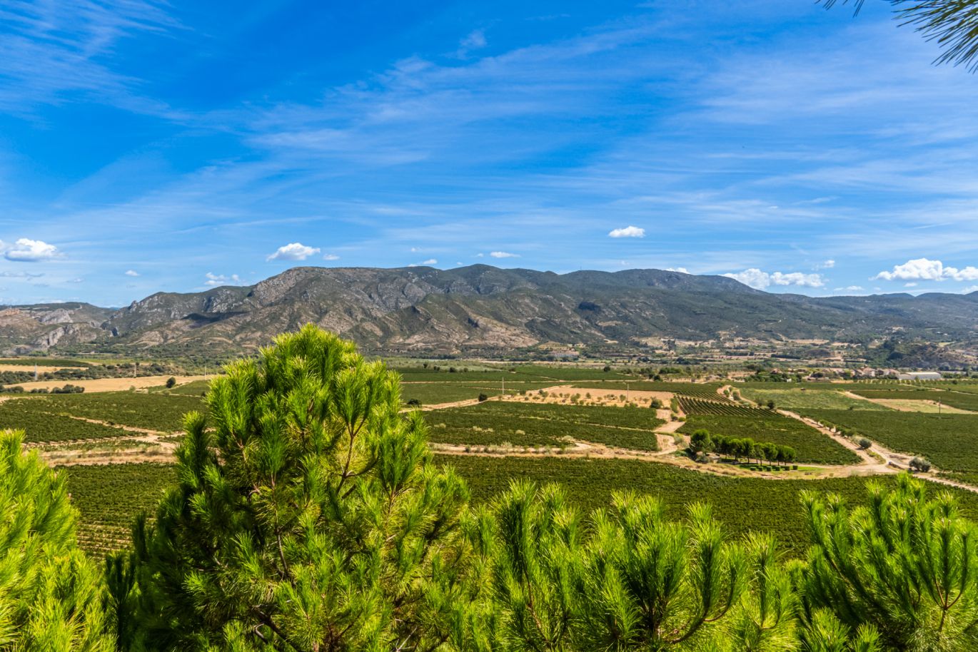 Weine aus der Region Somontano