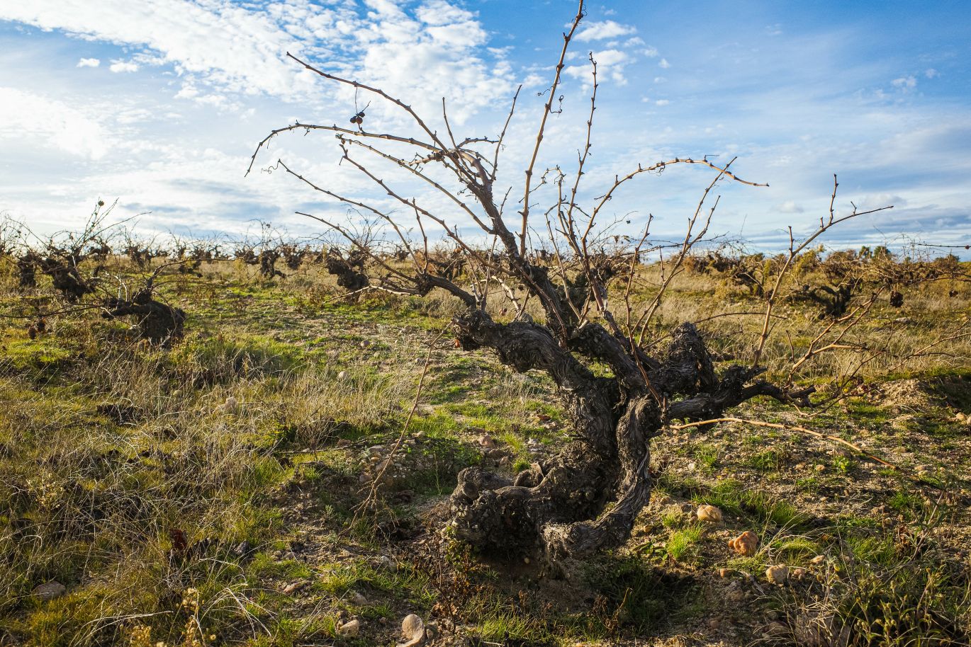 Martel Ossian Vides y Vinos