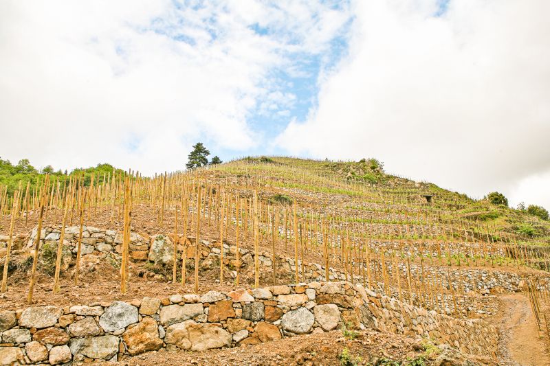Weingut Domaine Jean-Louis Chave
