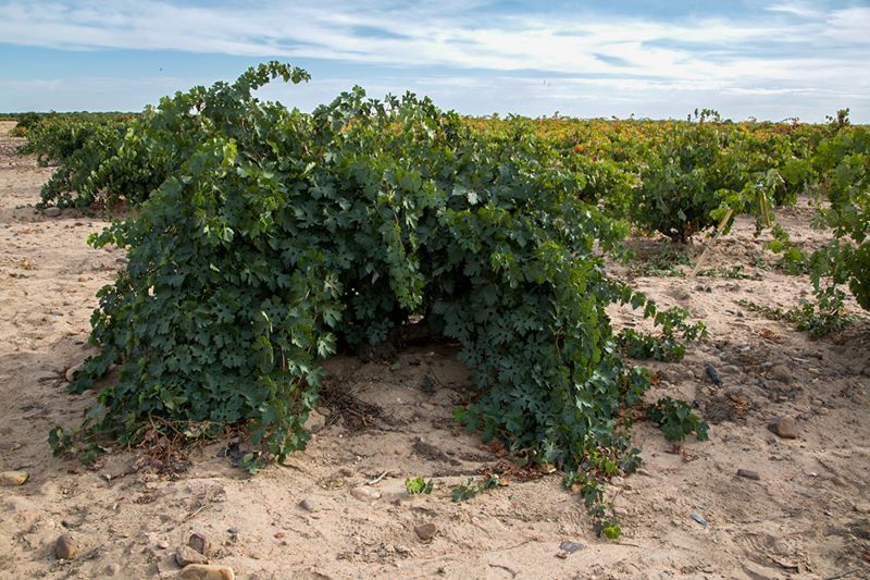 Weingut Vatan