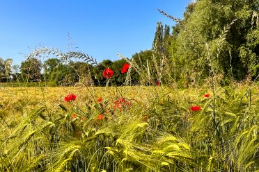 Weine aus der Region Thurgau