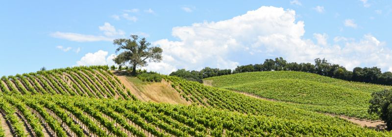 Martel AG - Kistler Vineyards