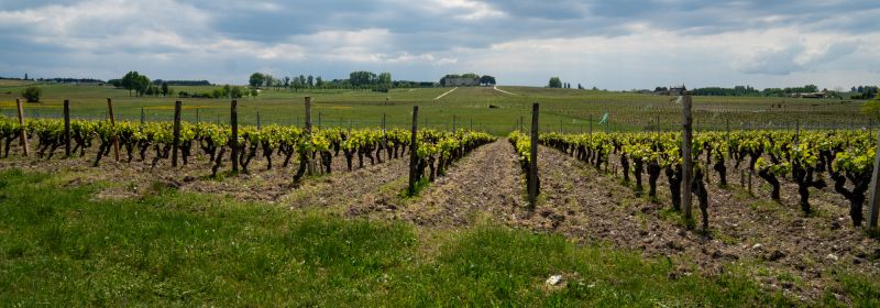 Martel AG - Château d'Yquem