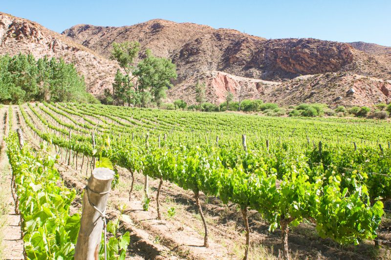 Weinregion Salta