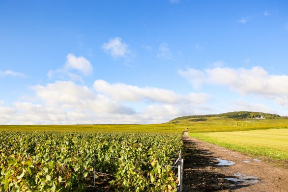 Weine aus der Region Champagne
