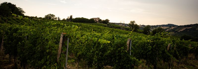Martel AG - Vignamato