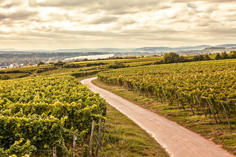 Wein Rheingau