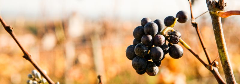 Martel AG - Clos de Tart