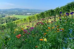 Weine aus der Region Thurgau