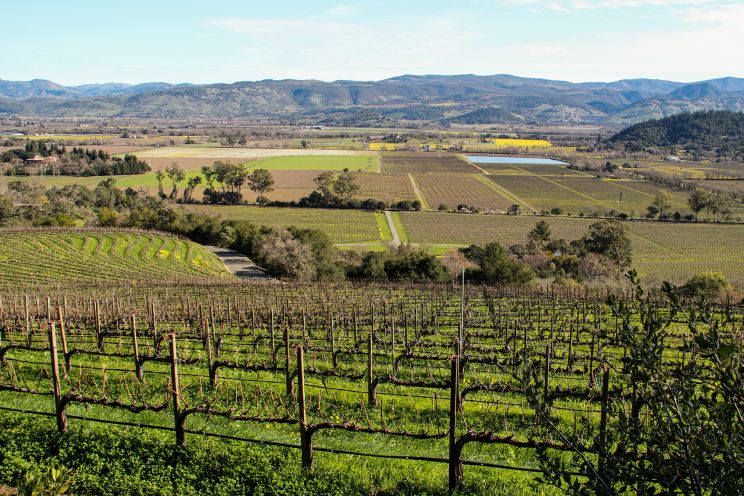 Weingut Harlan Estate