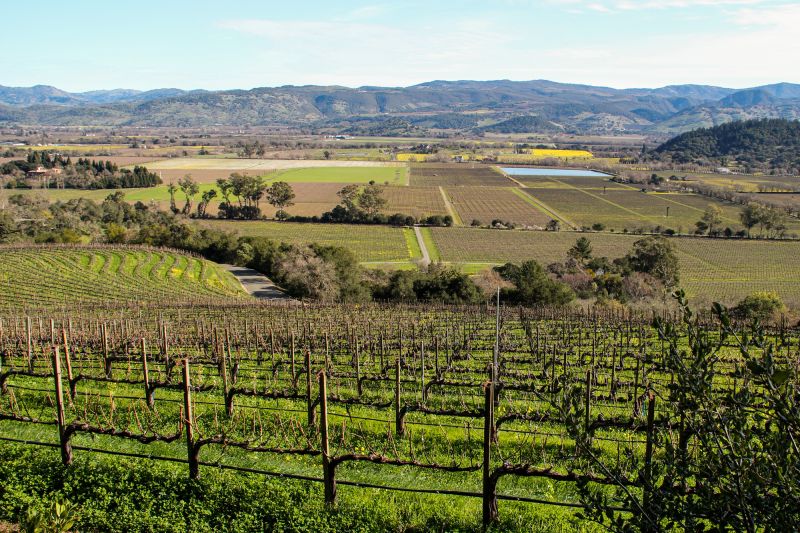 Weingut Harlan Estate