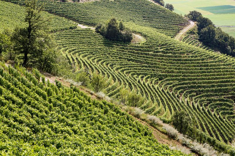 Weinregion Wallis