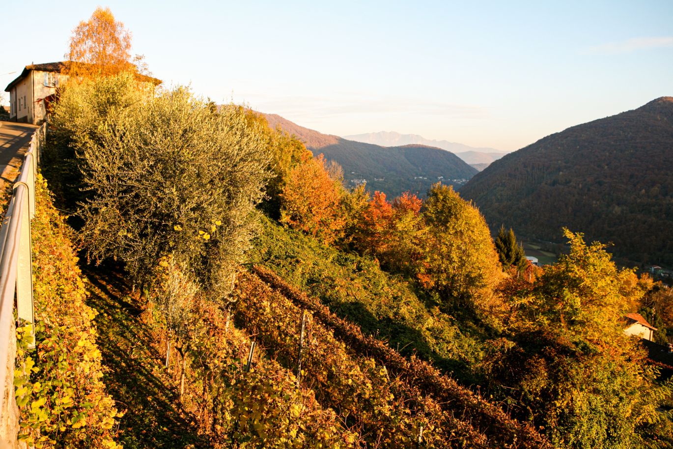 Weine aus der Region Tessin