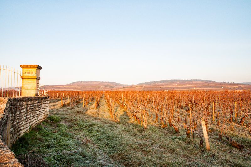 Winzer Domaine de Courcel