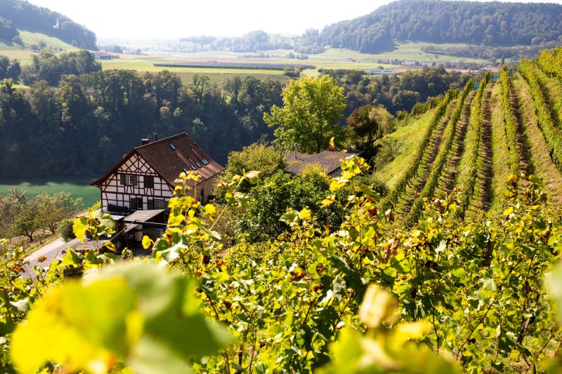 Martel Weingut Pircher