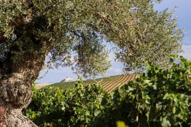 Weine aus der Region Ribera del Duero