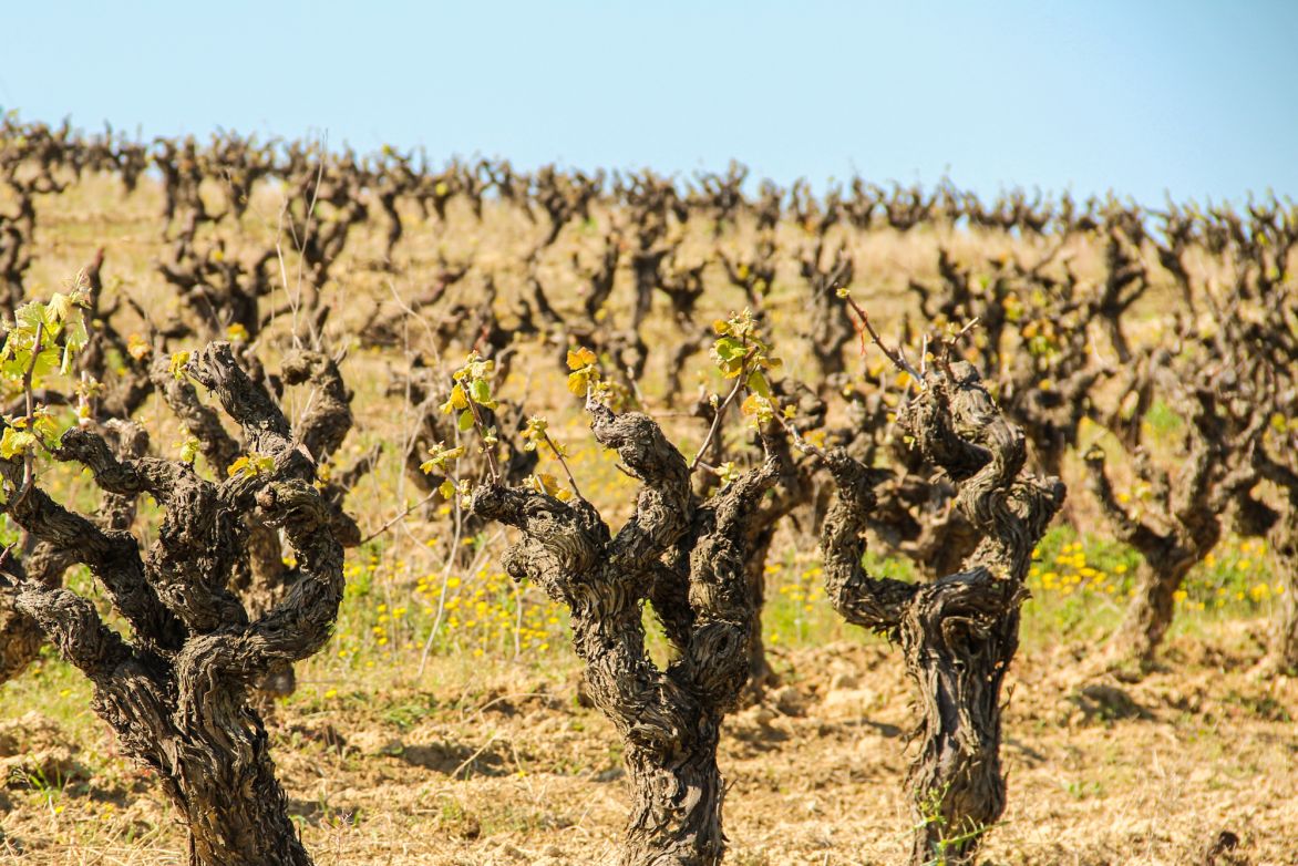 Weine aus der Region Cava
