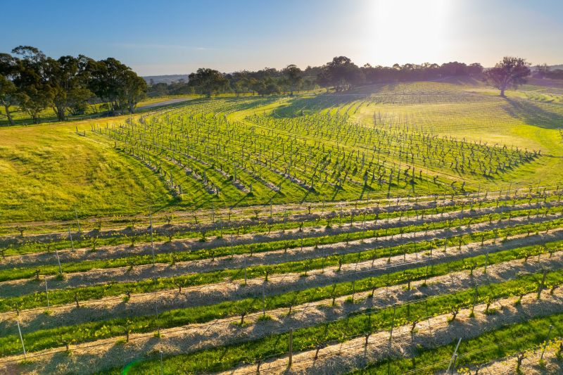 Weingut Henschke