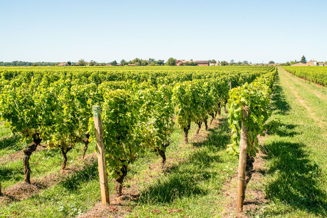 Weine Sauternes/Barsac