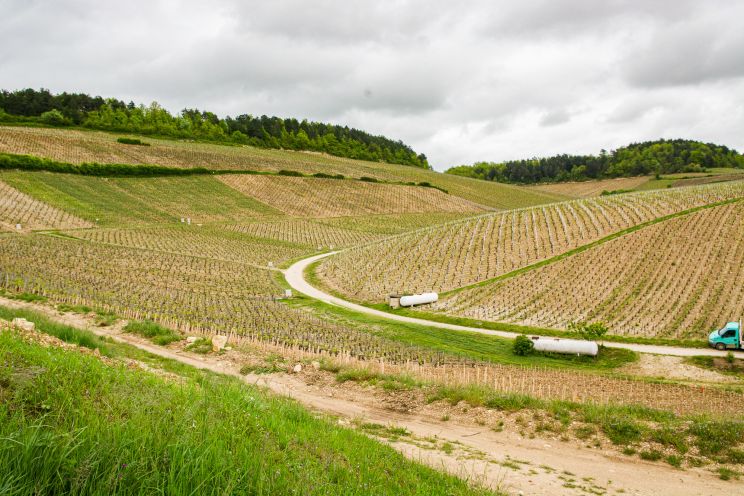 Weine Domaine William Fèvre
