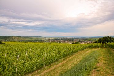 Martel Weingut Bründlmayer