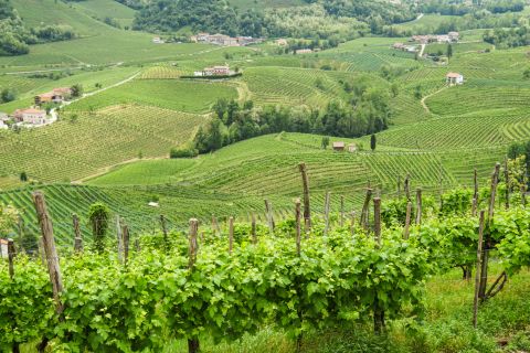 Weine aus der Region Veneto