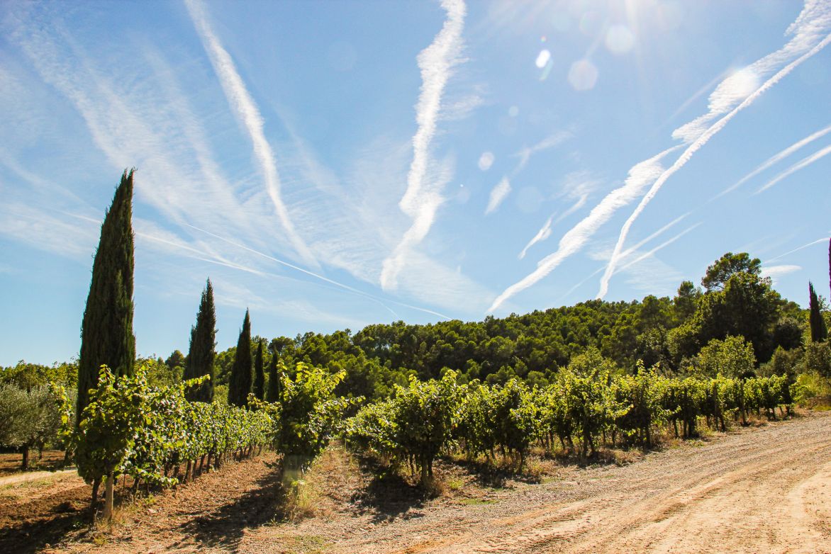 Weine Côtes de Provence