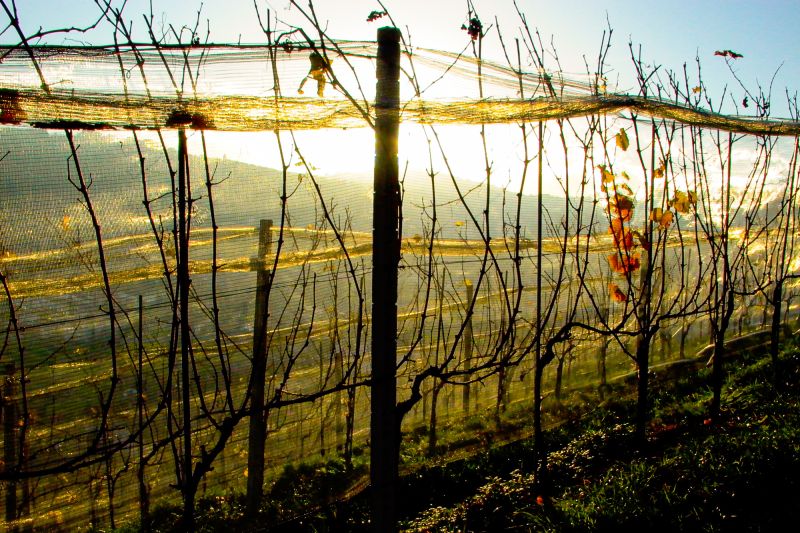 Weine aus der Region St. Gallen