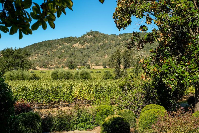 Martel Eisele Vineyard