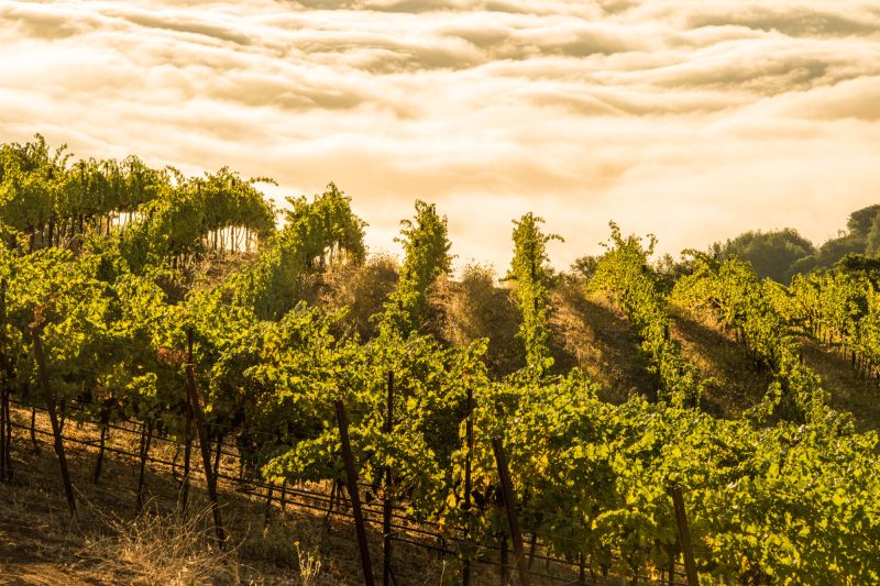 Martel Ridge Vineyards