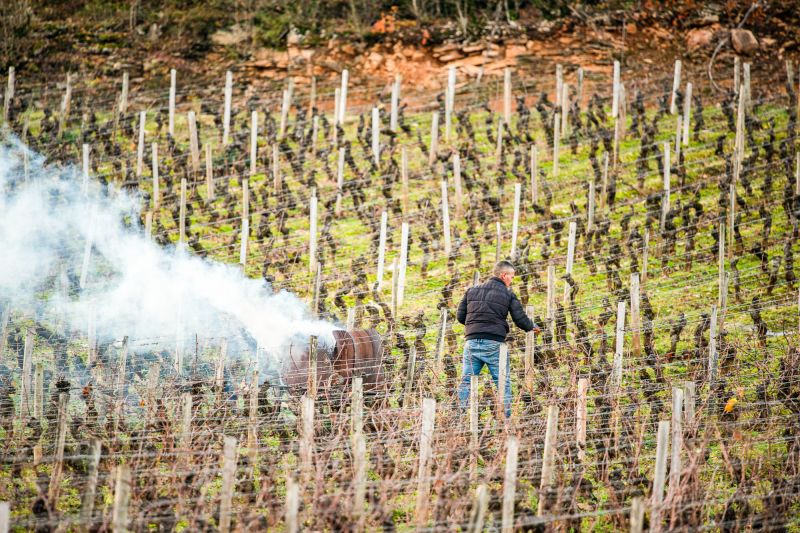 Winzer Domaine Chanzy