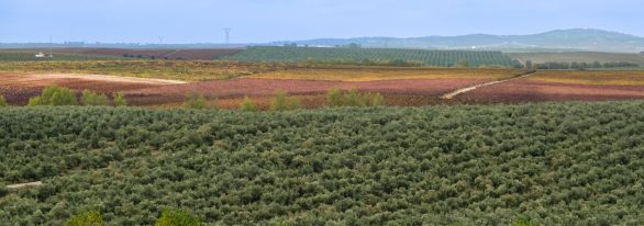 Martel AG - Cortes de Cima