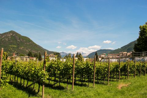 Wein Südtirol
