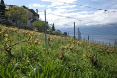 Weingut Blaise Duboux